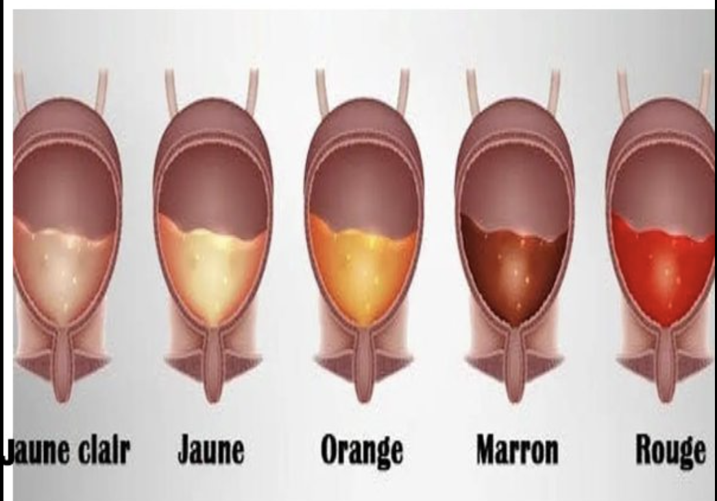 Voici ce que la couleur de votre urine révèle sur votre santé